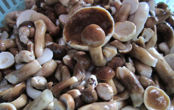 Melaleuca Mushroom - One of 10 best dishes in Phu Quoc, Vietnam