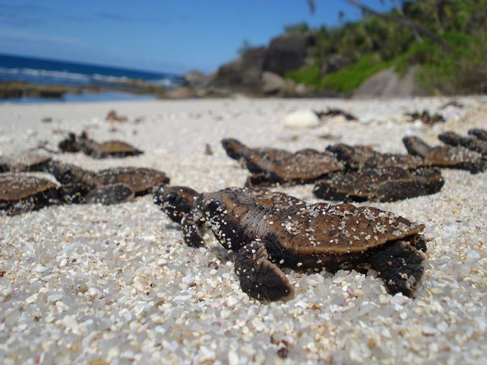 Tortoises at Hon Bay Canh Beacj, Con Dao Islands